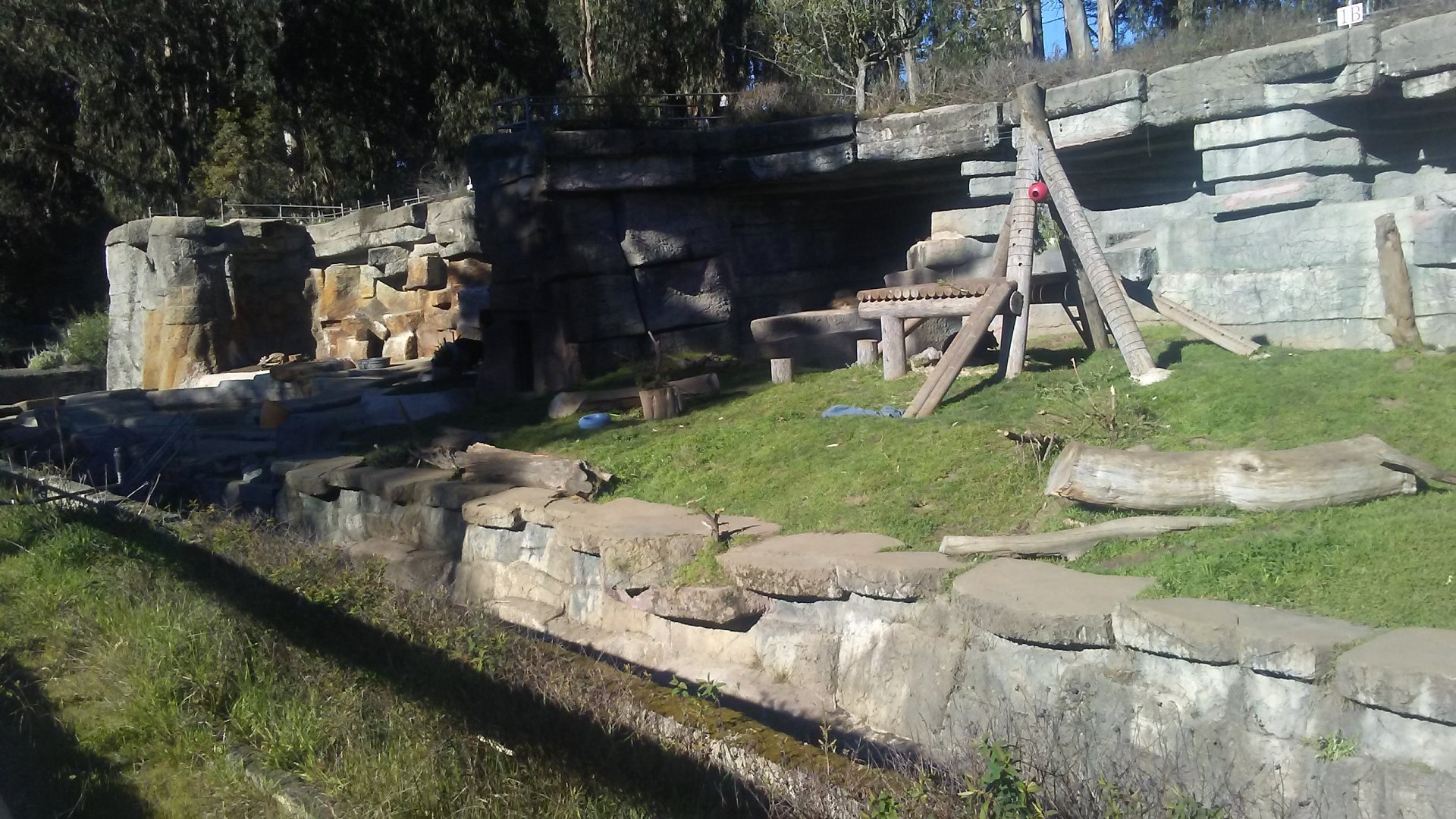 American black bear exhibit