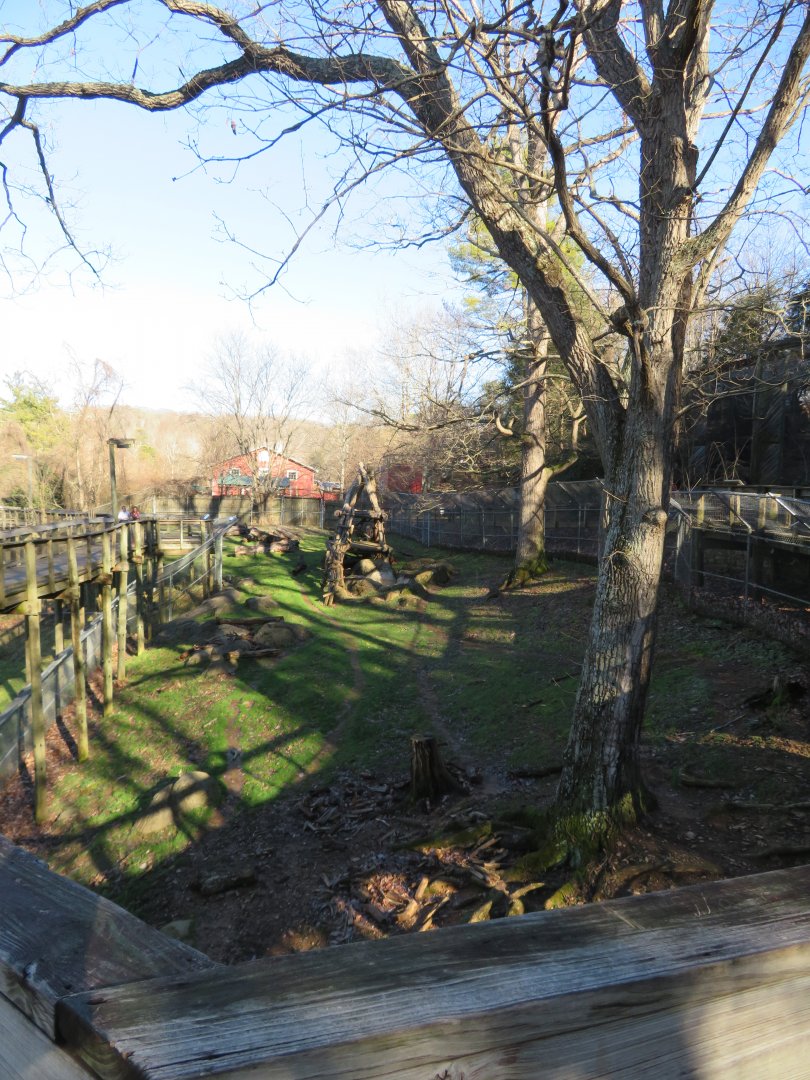 American Black Bear Exhibit