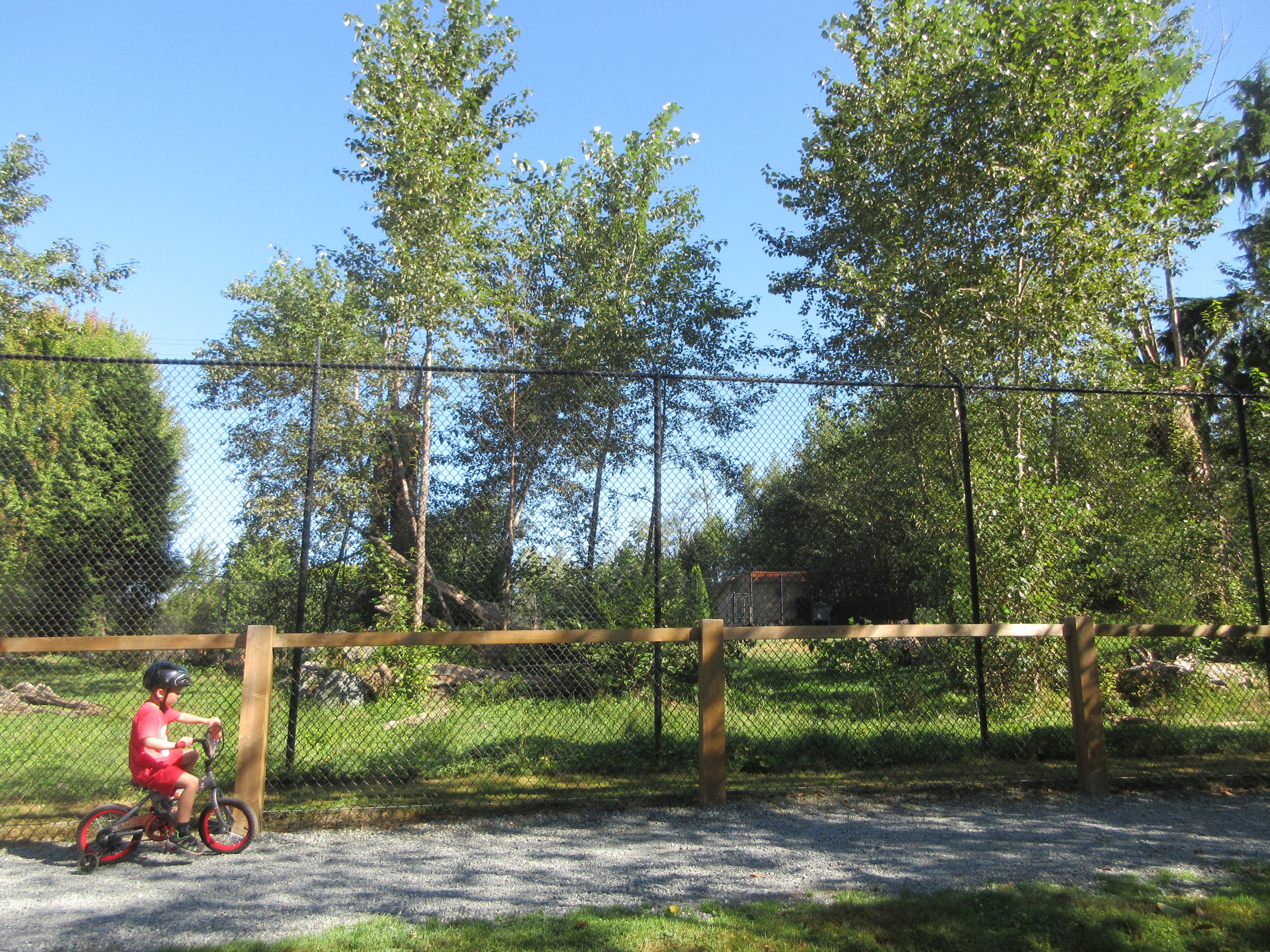 American Black Bear Exhibit