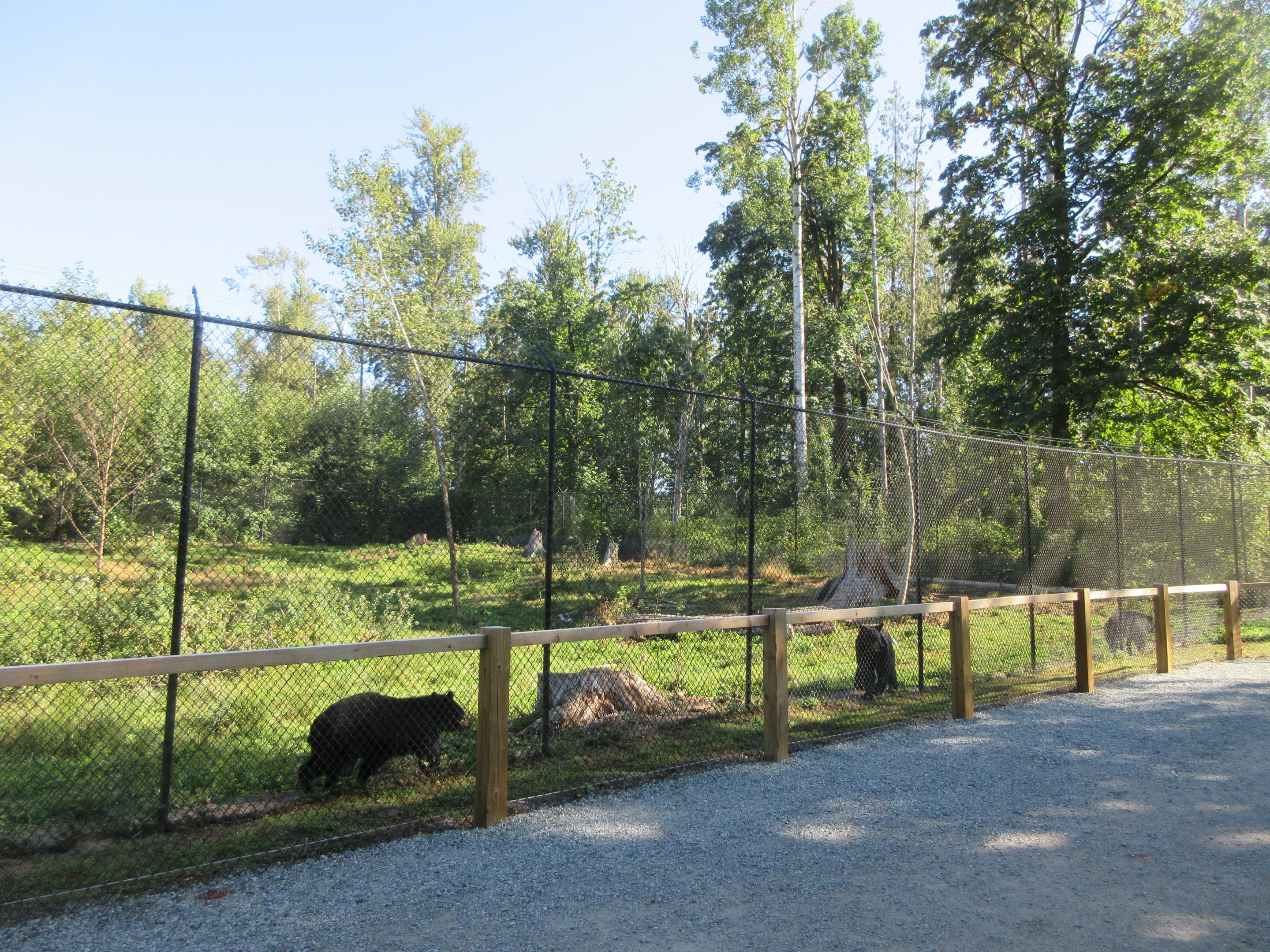 American Black Bear Exhibit