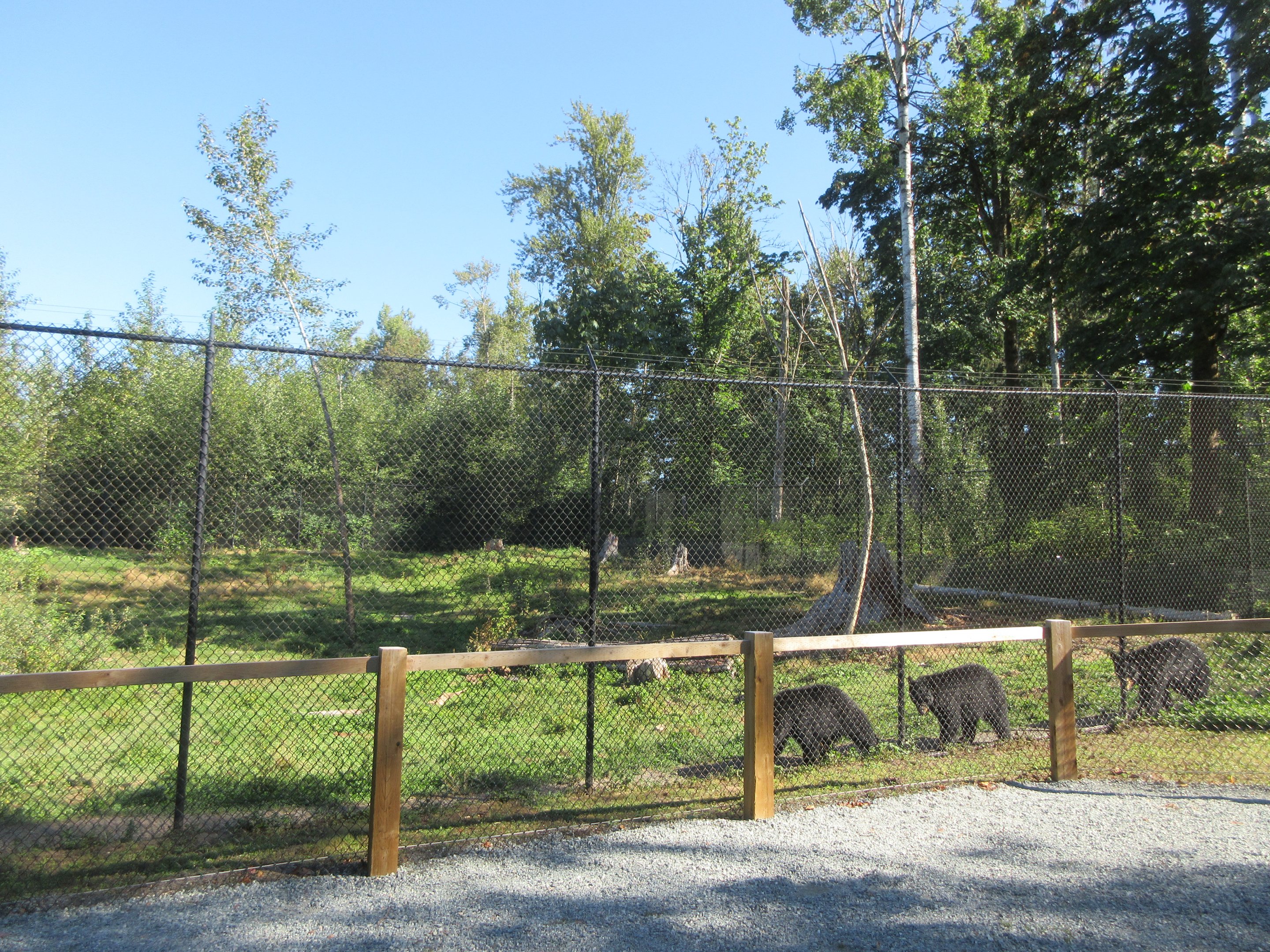 American Black Bear Exhibit