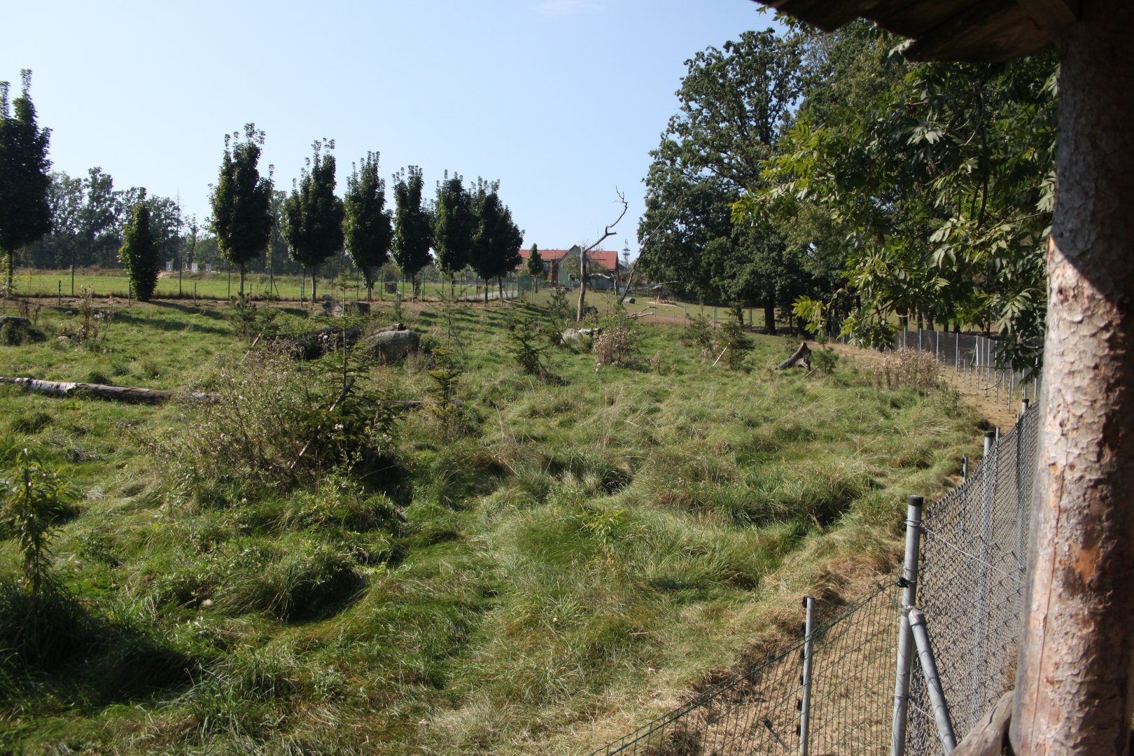 American black bear exhibit