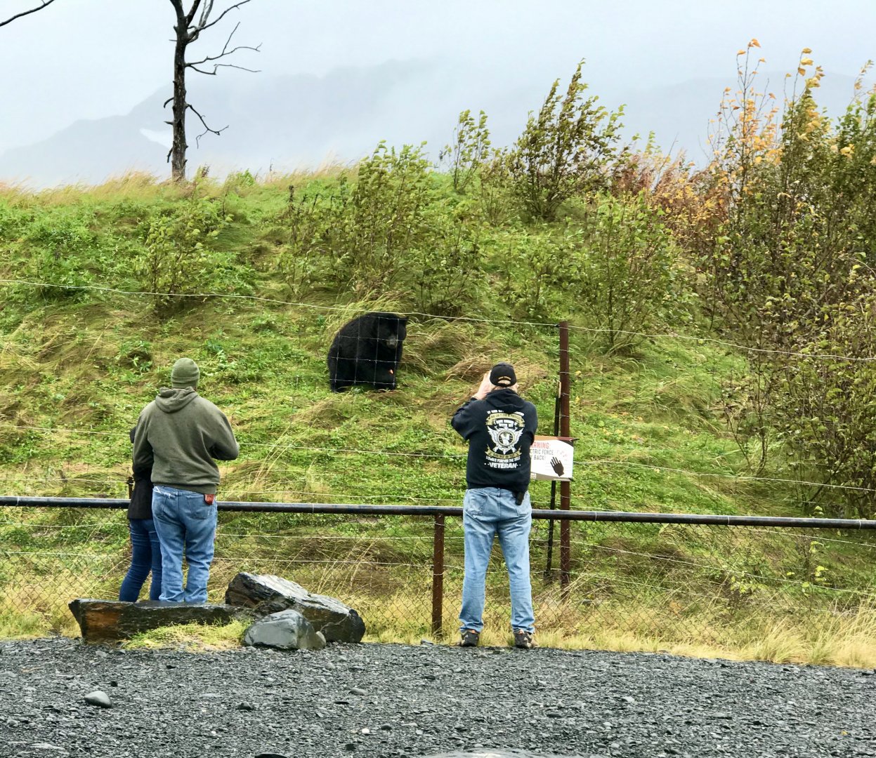 American Black Bear Exhibit