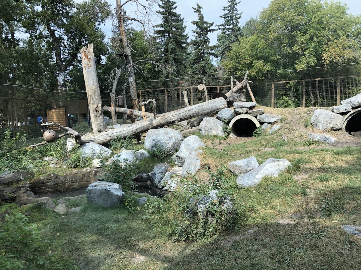 American Black Bear Exhibit