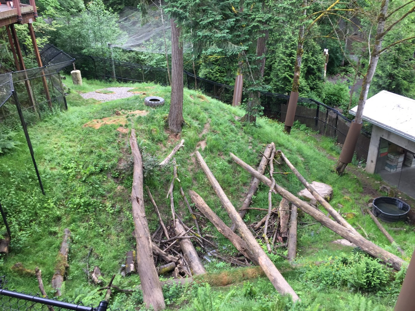 American Black Bear Exhibit