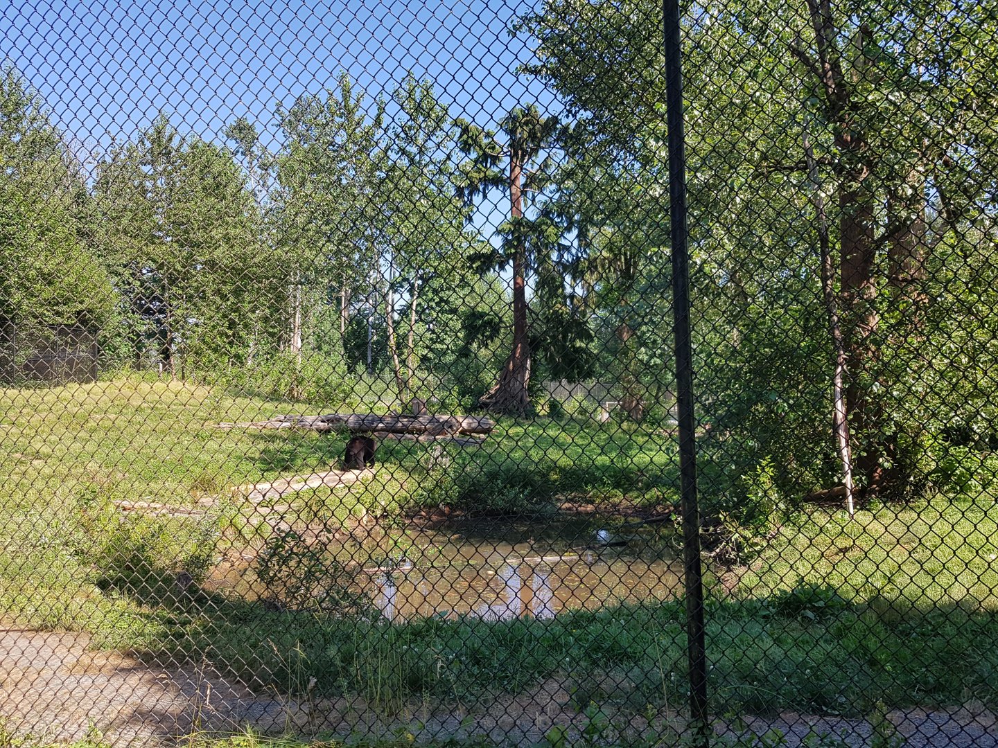American Black Bear Exhibit