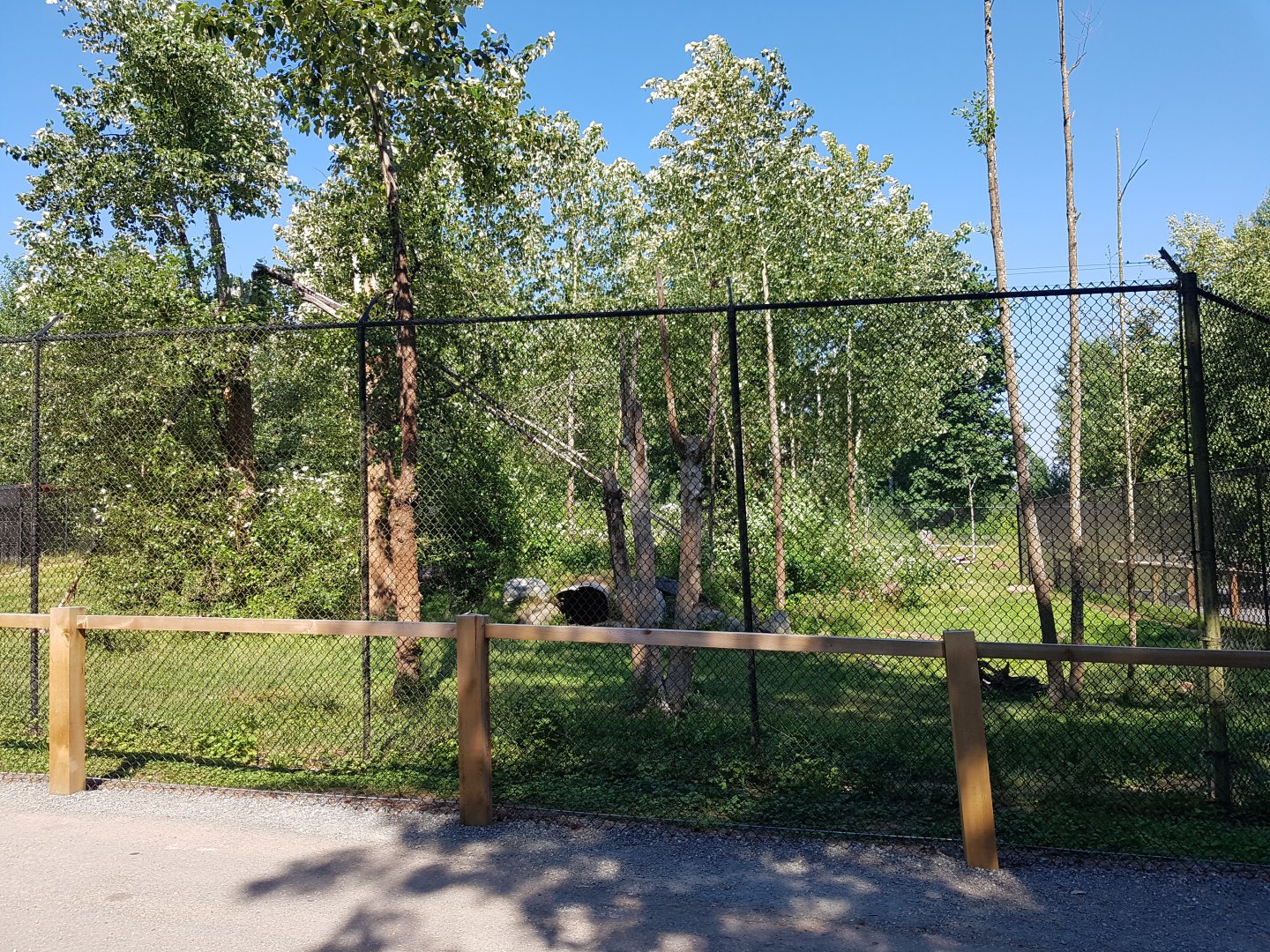American Black Bear Exhibit