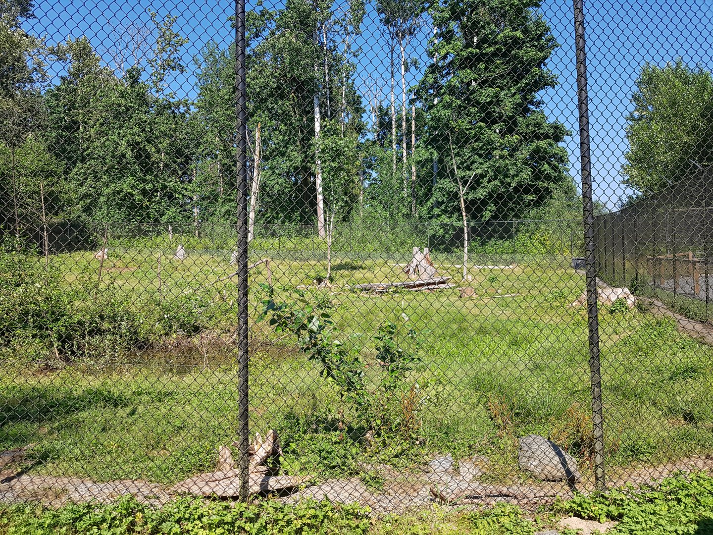 American Black Bear Exhibit