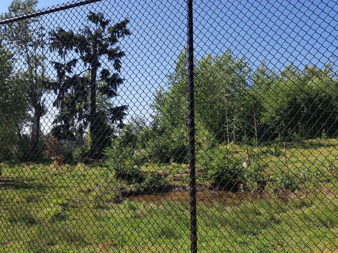 American Black Bear Exhibit