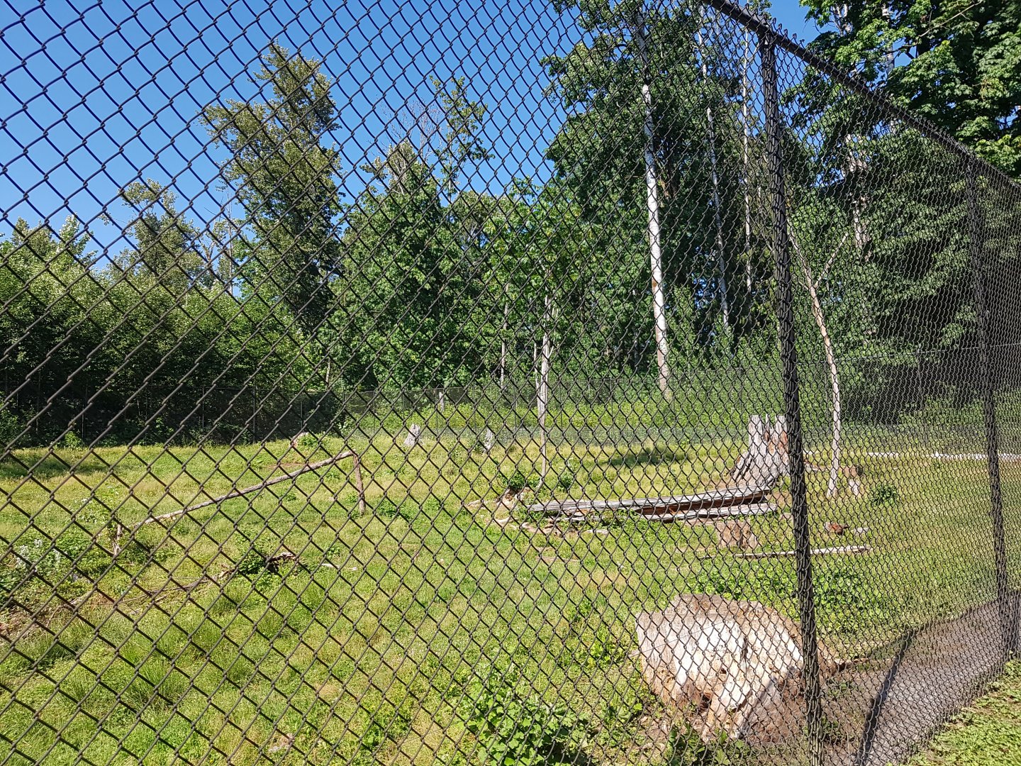 American Black Bear Exhibit