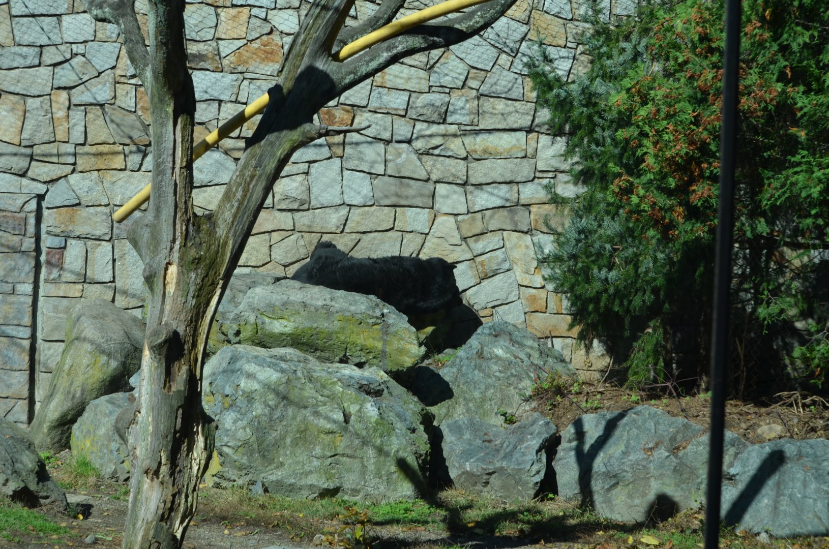 American Black Bear Exhibit