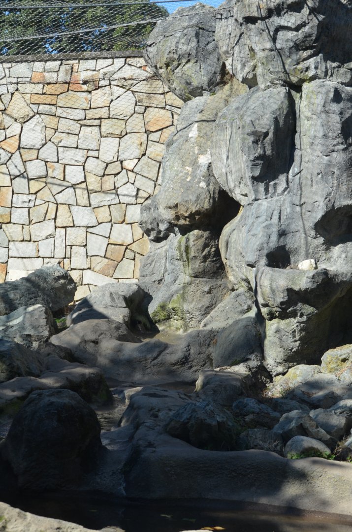 American Black Bear Exhibit