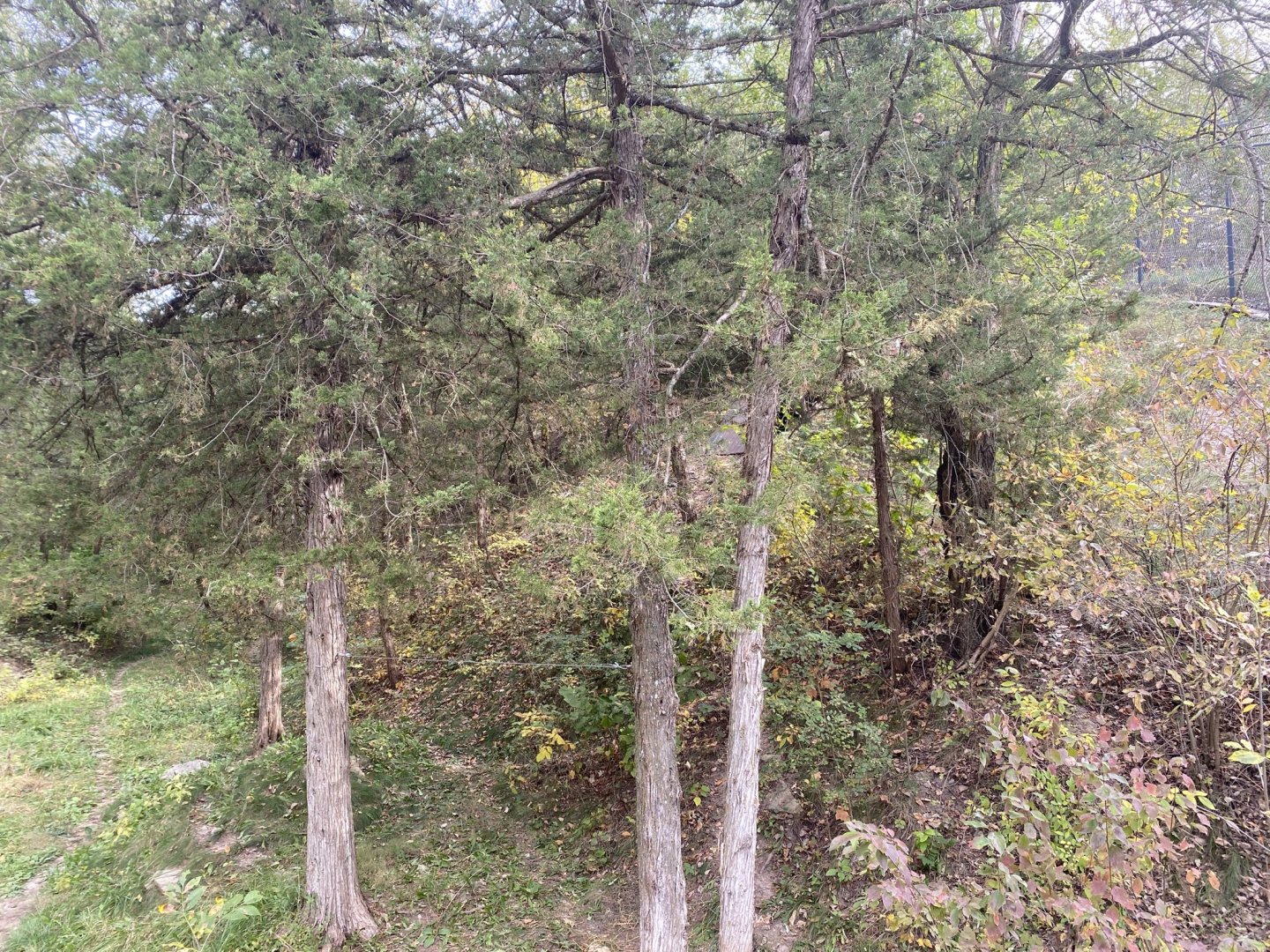 American Black Bear Exhibit