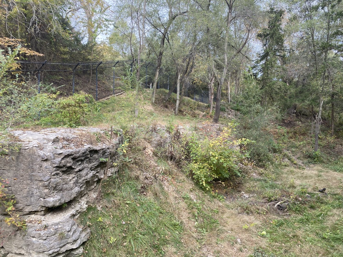 American Black Bear Exhibit