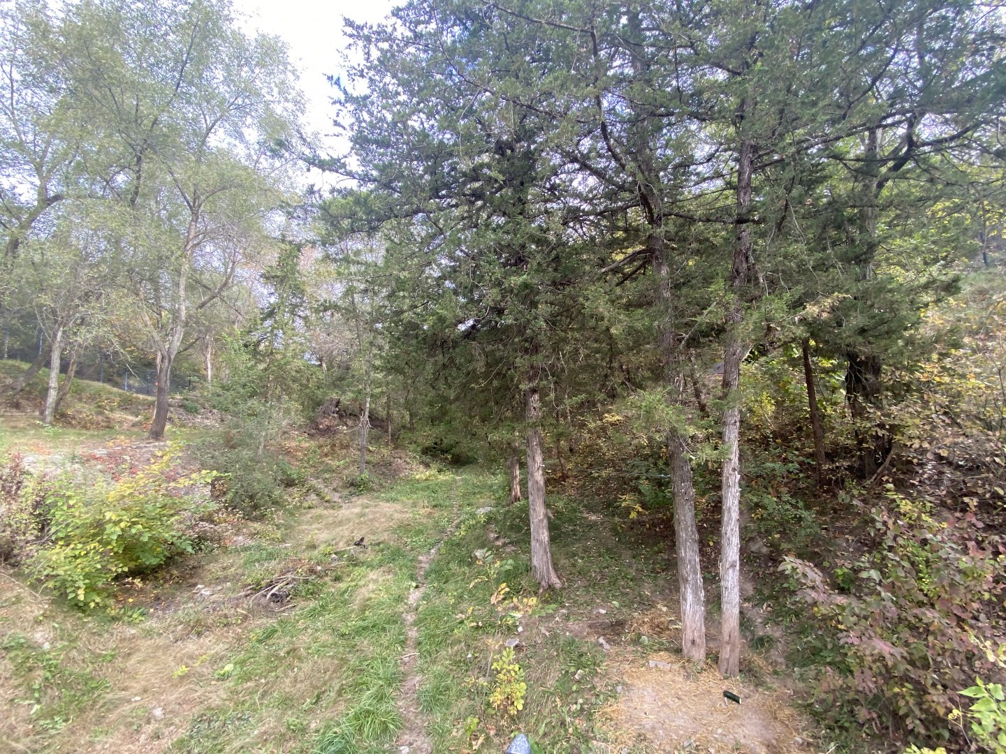 American Black Bear Exhibit