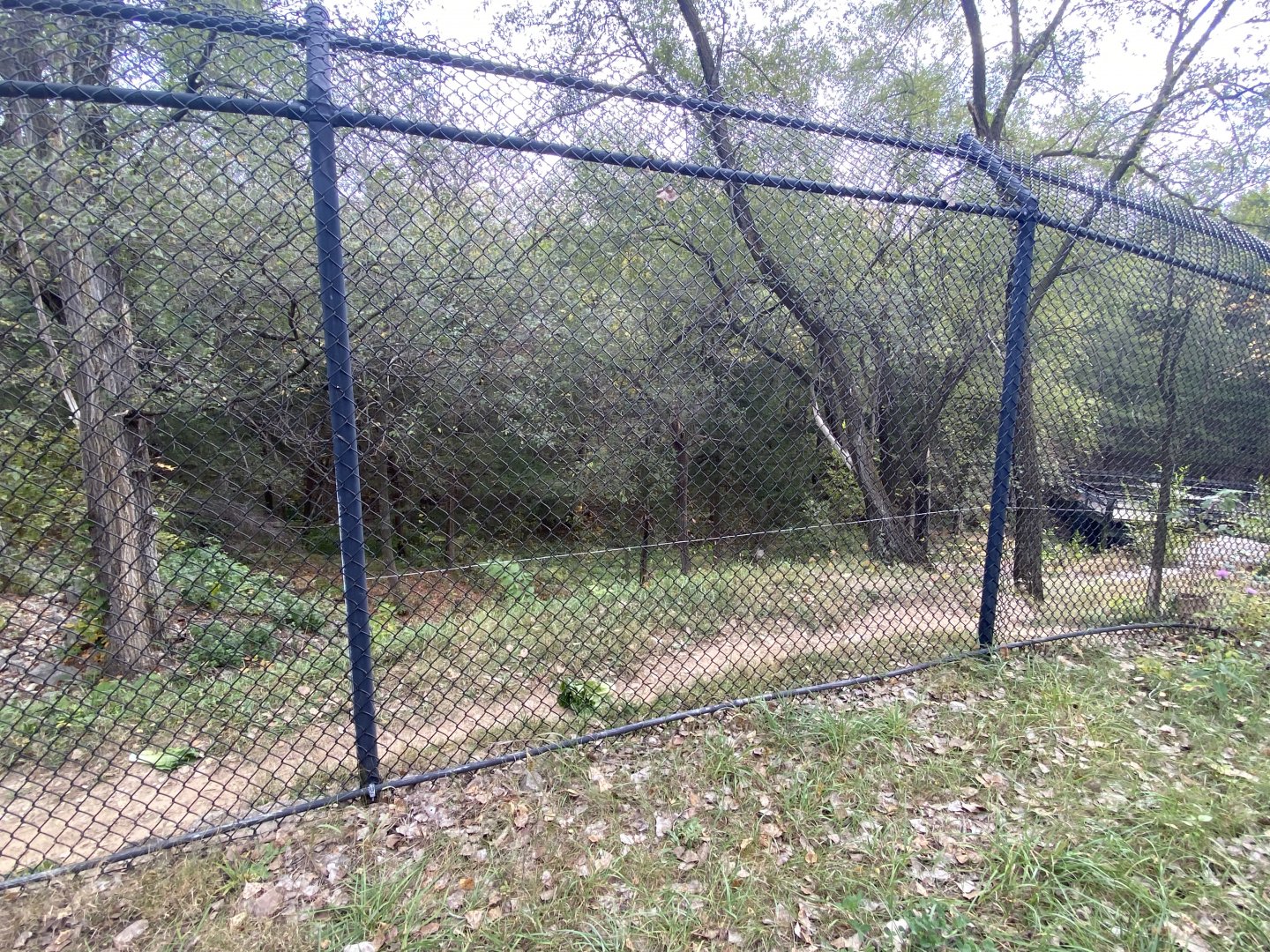 American Black Bear Exhibit