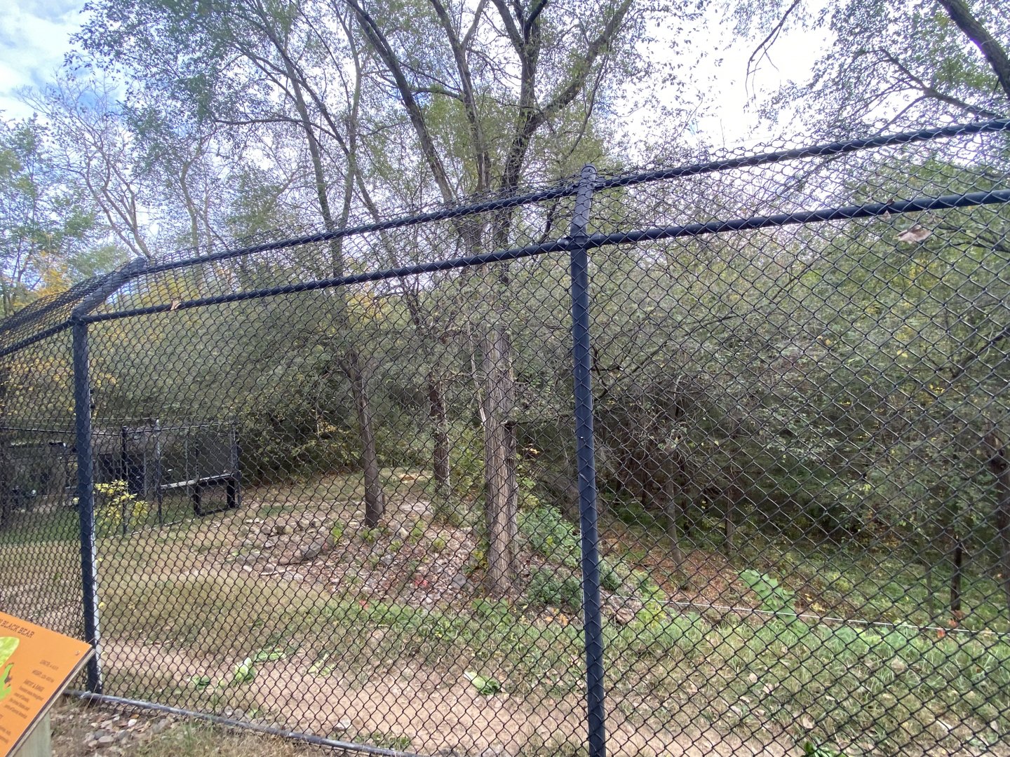 American Black Bear Exhibit