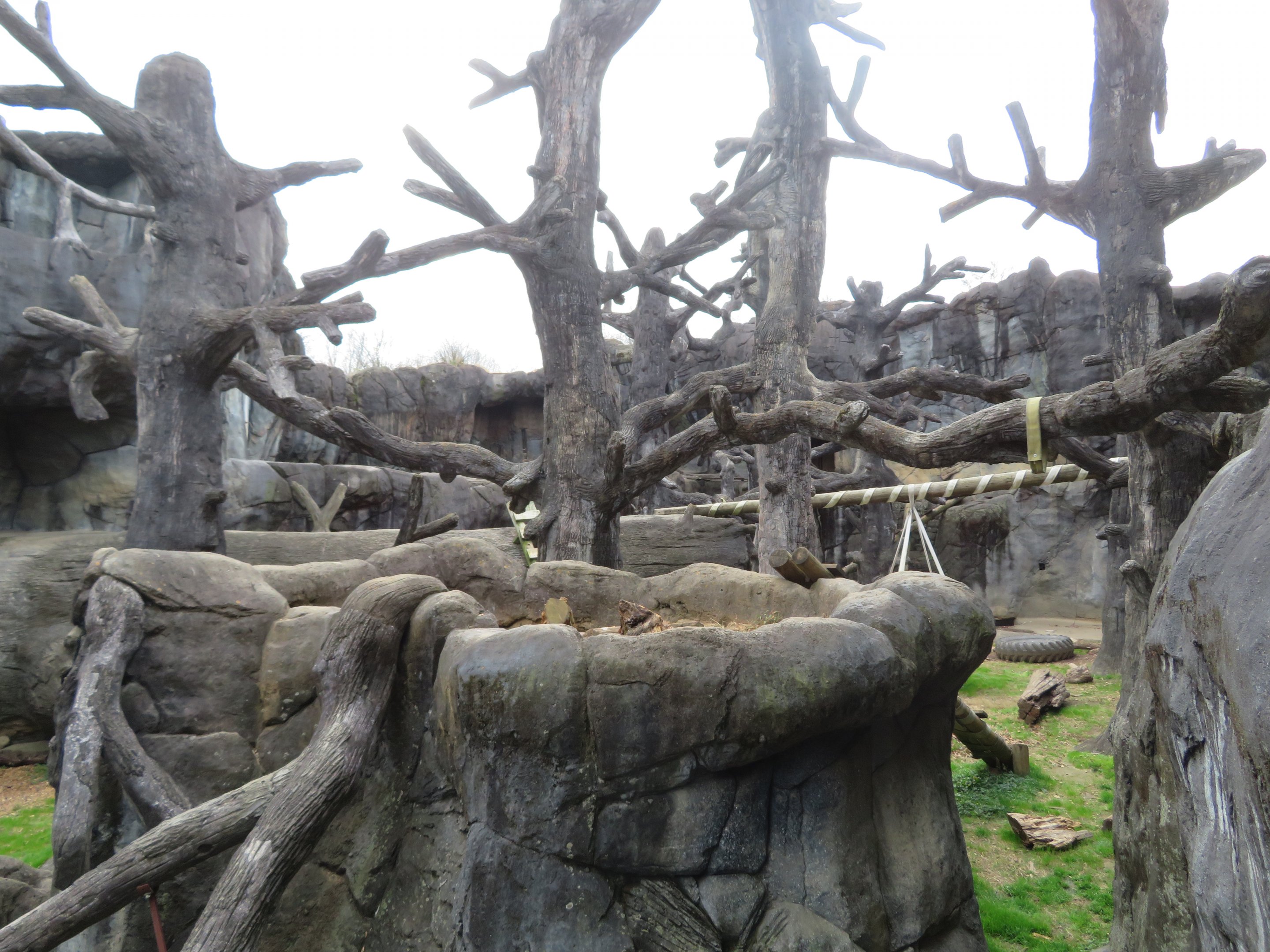 American Black Bear Exhibit