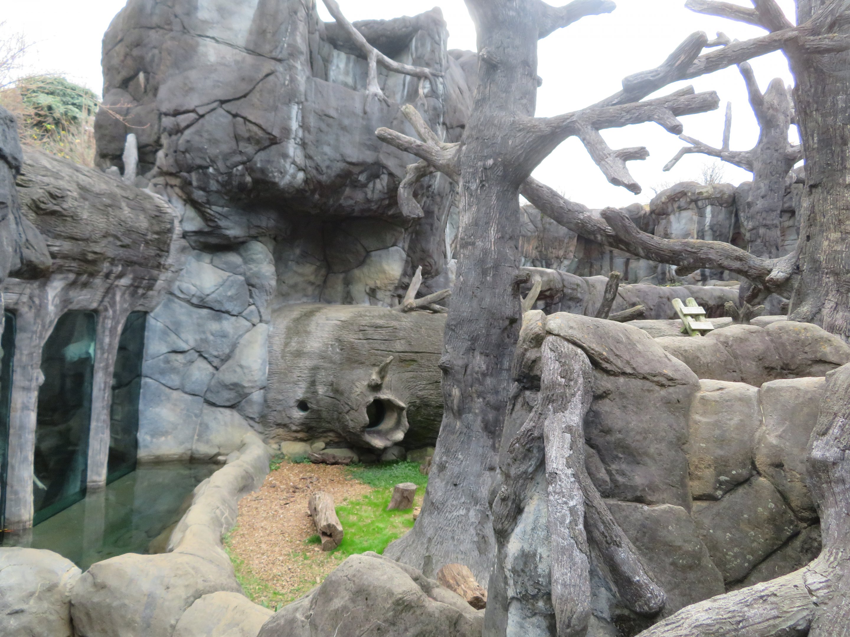 American Black Bear Exhibit