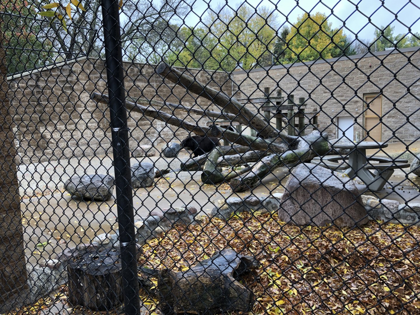 American Black Bear Exhibit