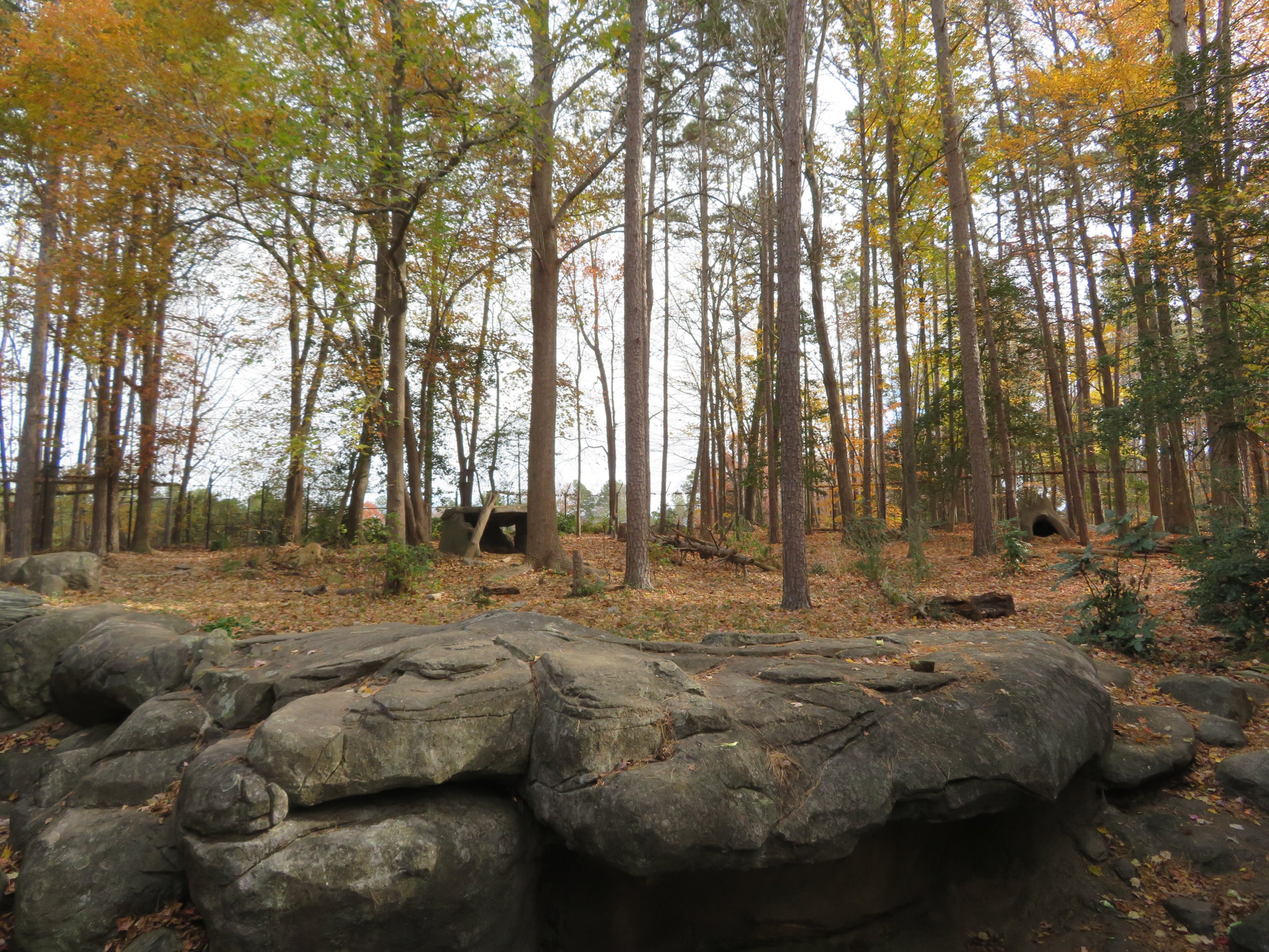 American Black Bear Exhibit
