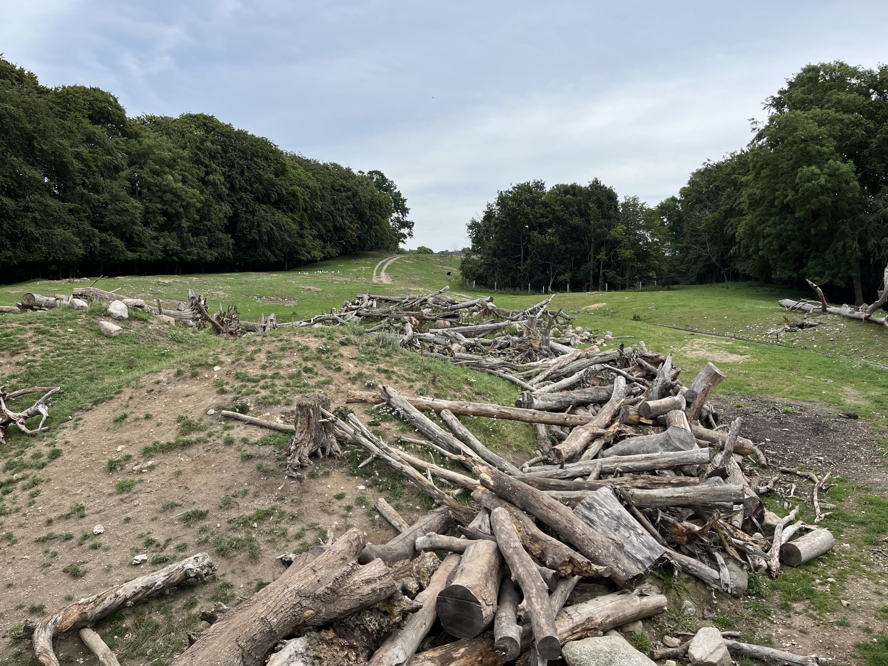 American Black Bear Exhibit