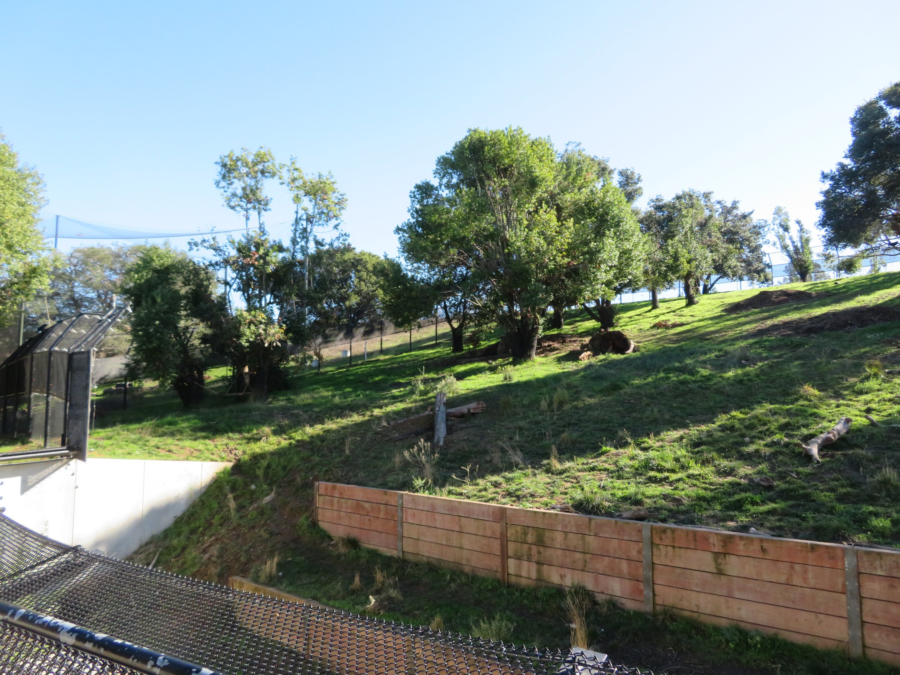 American Black Bear Exhibit