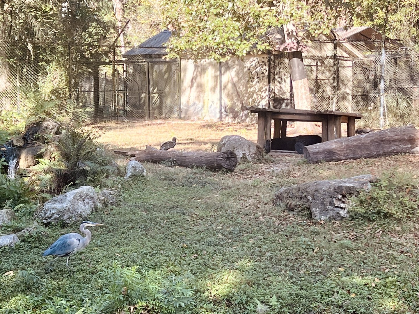 American Black Bear Exhibit