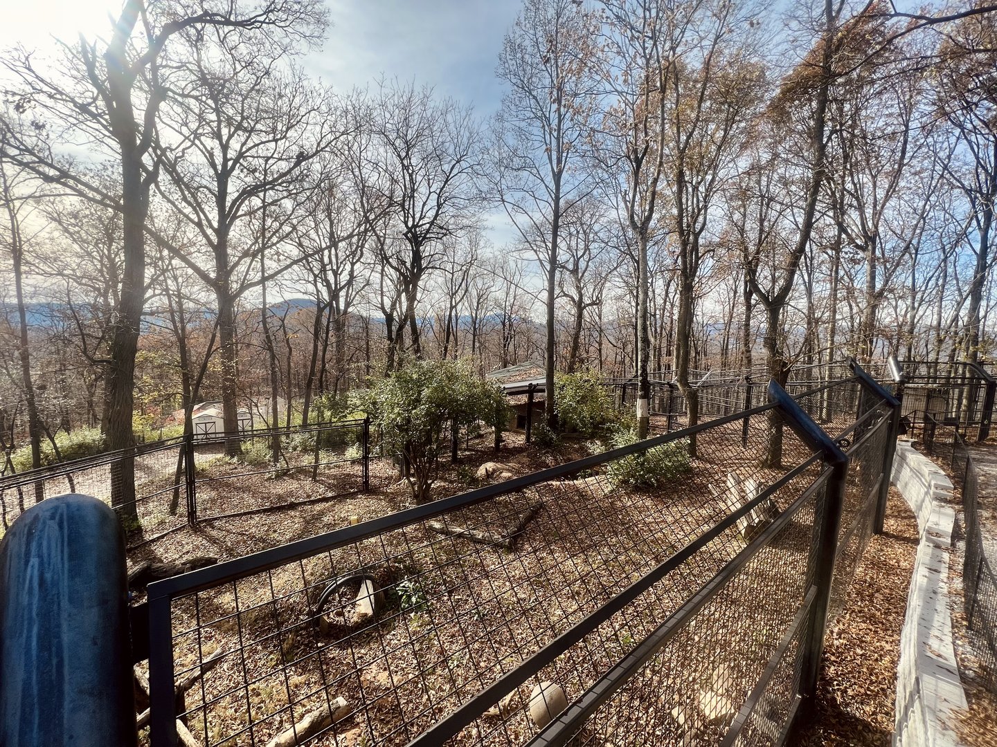American Black Bear Exhibit