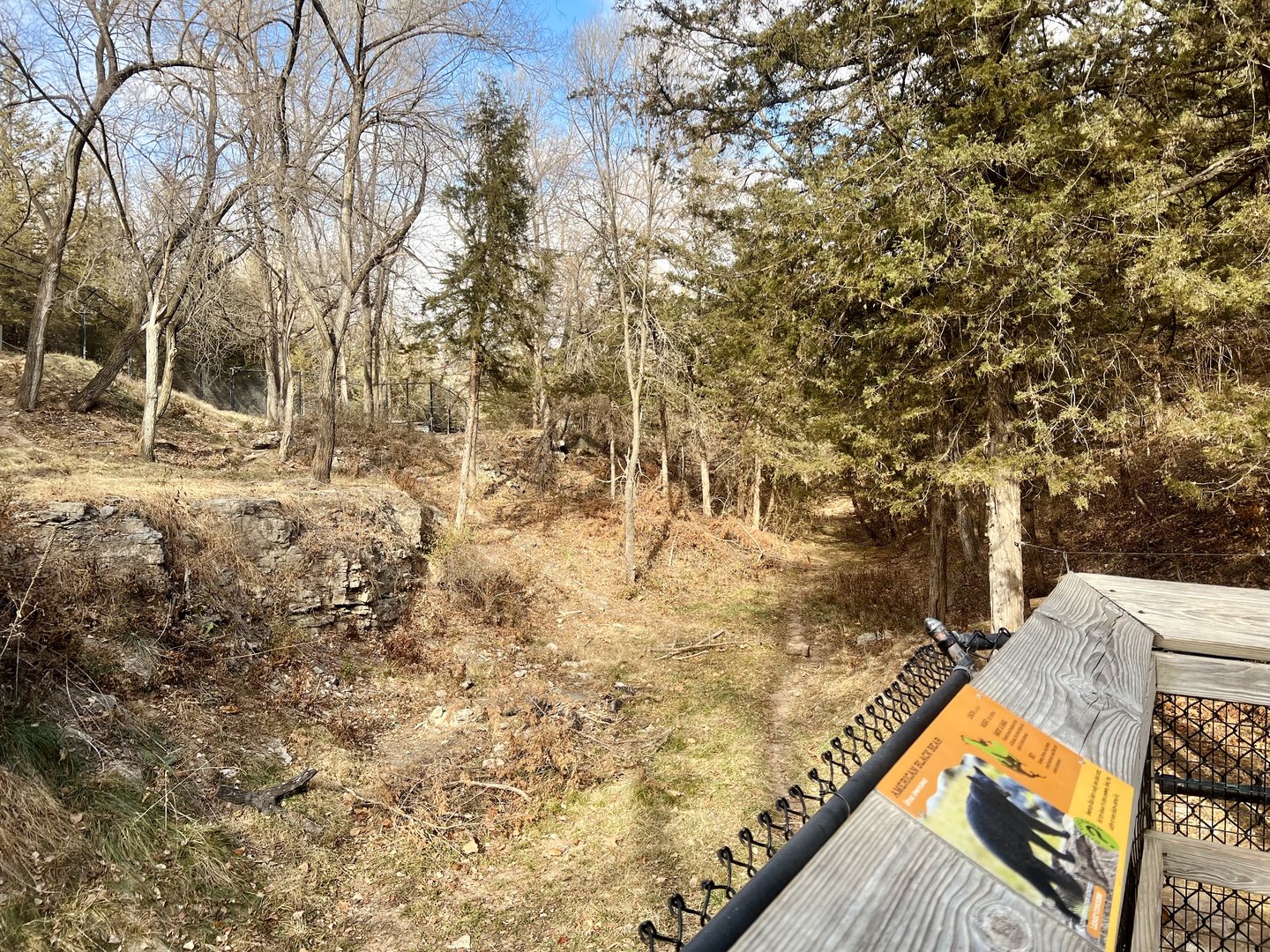 American Black Bear Exhibit