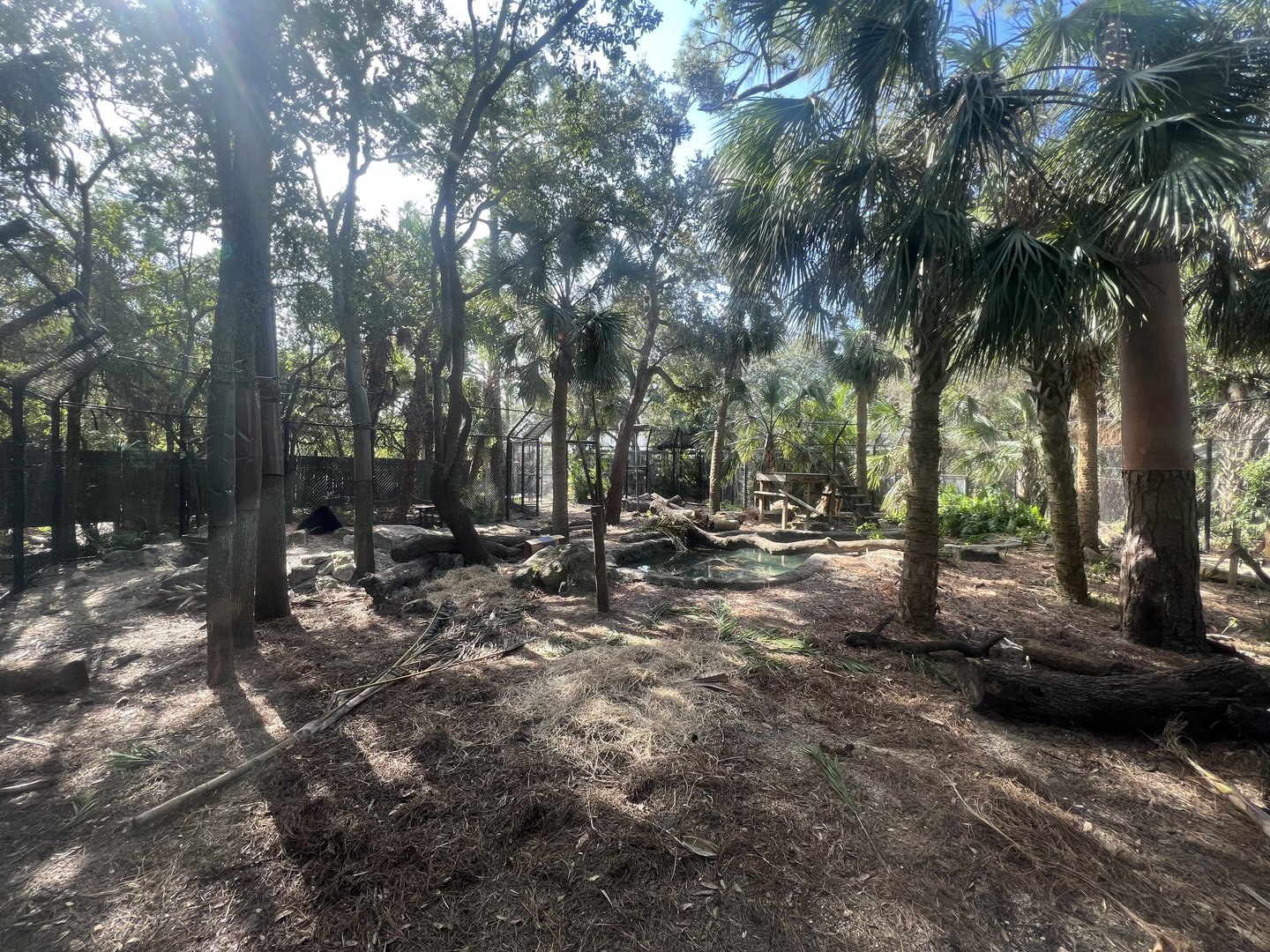 American Black Bear Exhibit