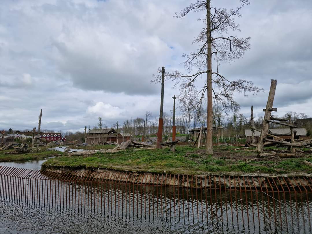 American Black Bear exhibit