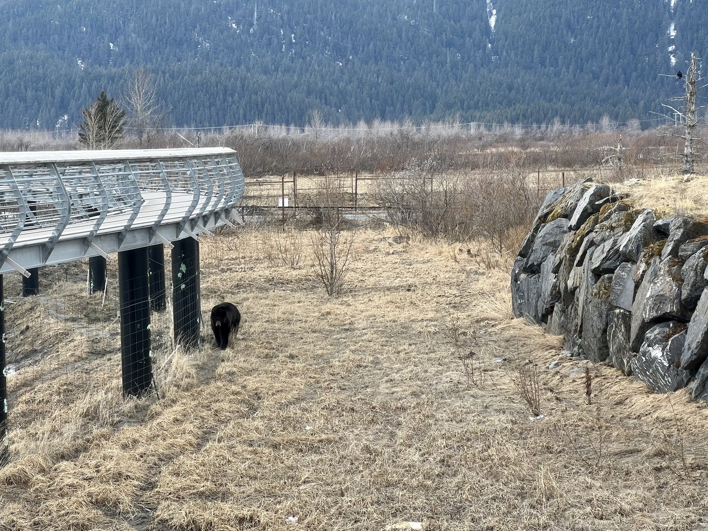 American Black Bear Exhibit