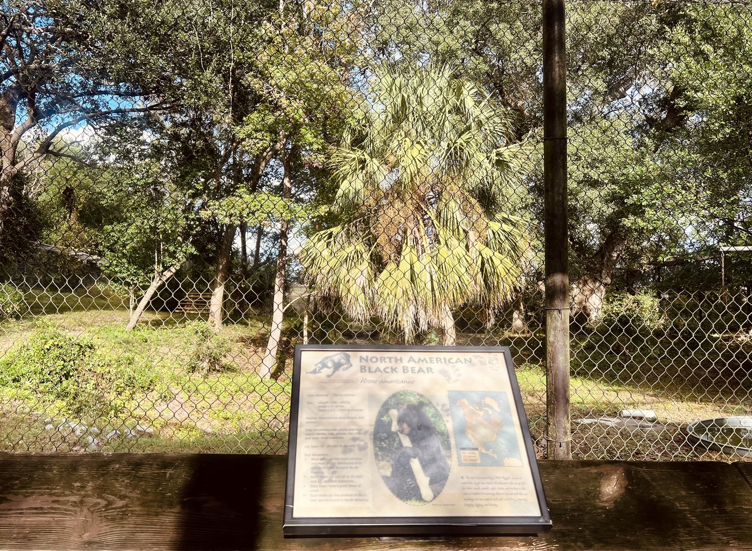 American Black Bear Exhibit