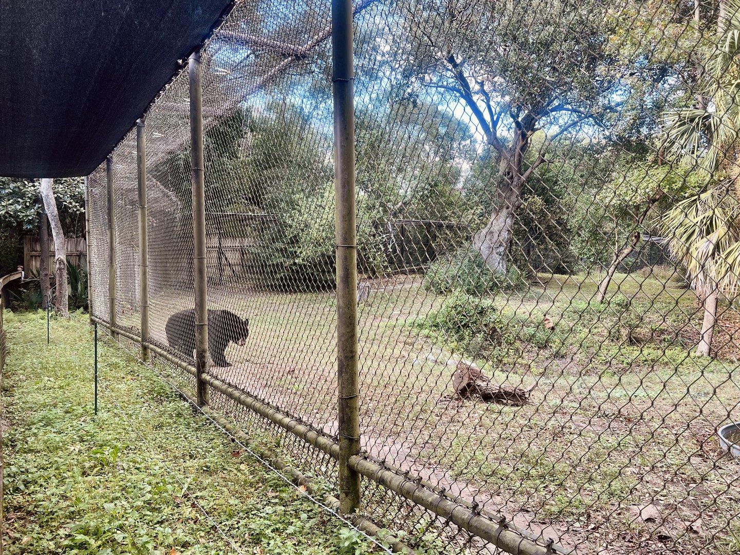 American Black Bear Exhibit