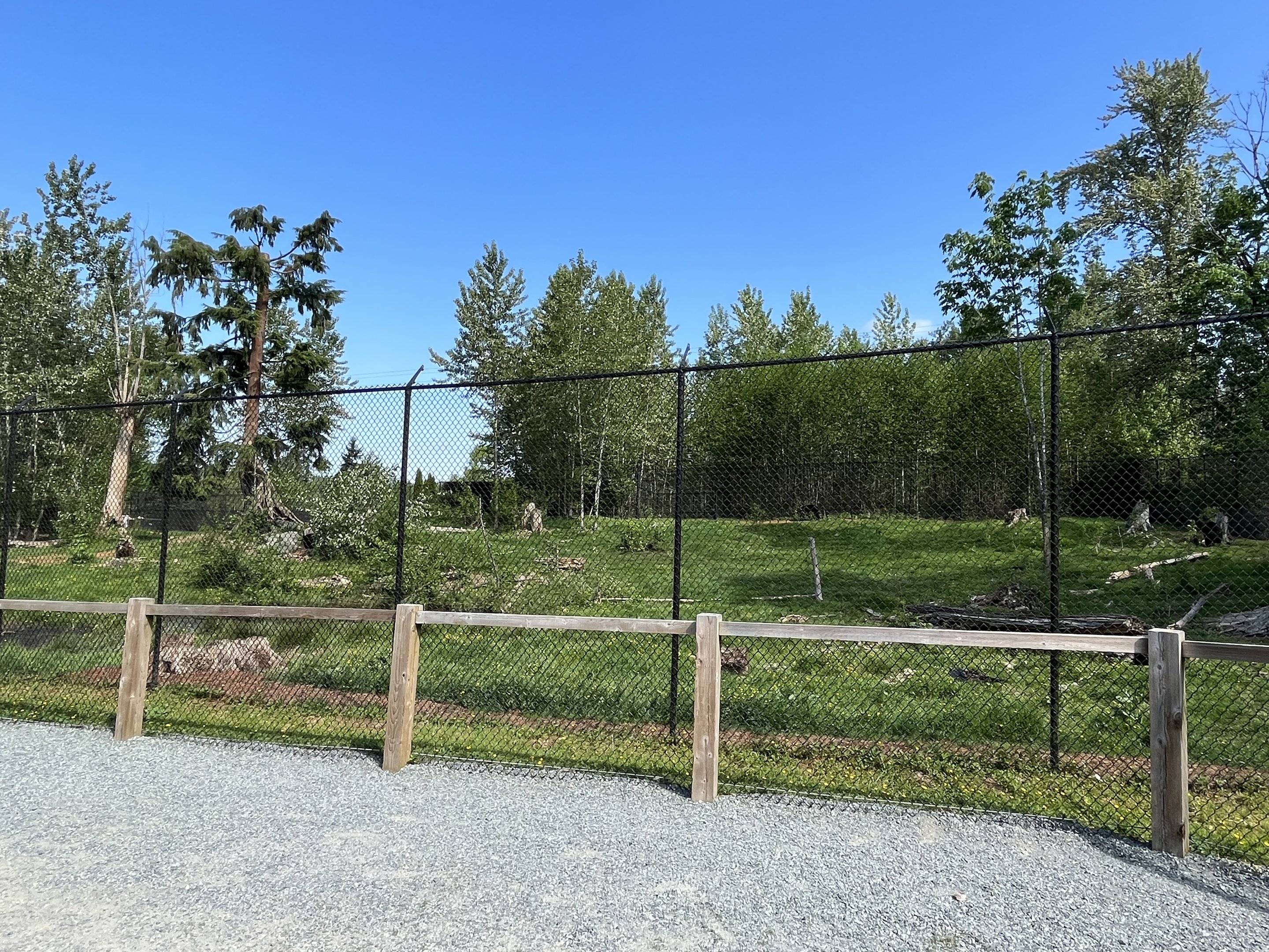 American Black Bear Exhibit