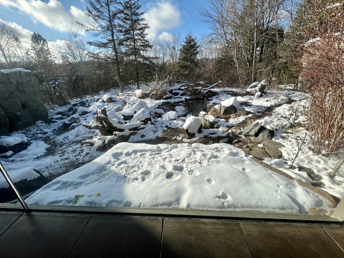 American Black Bear Exhibit