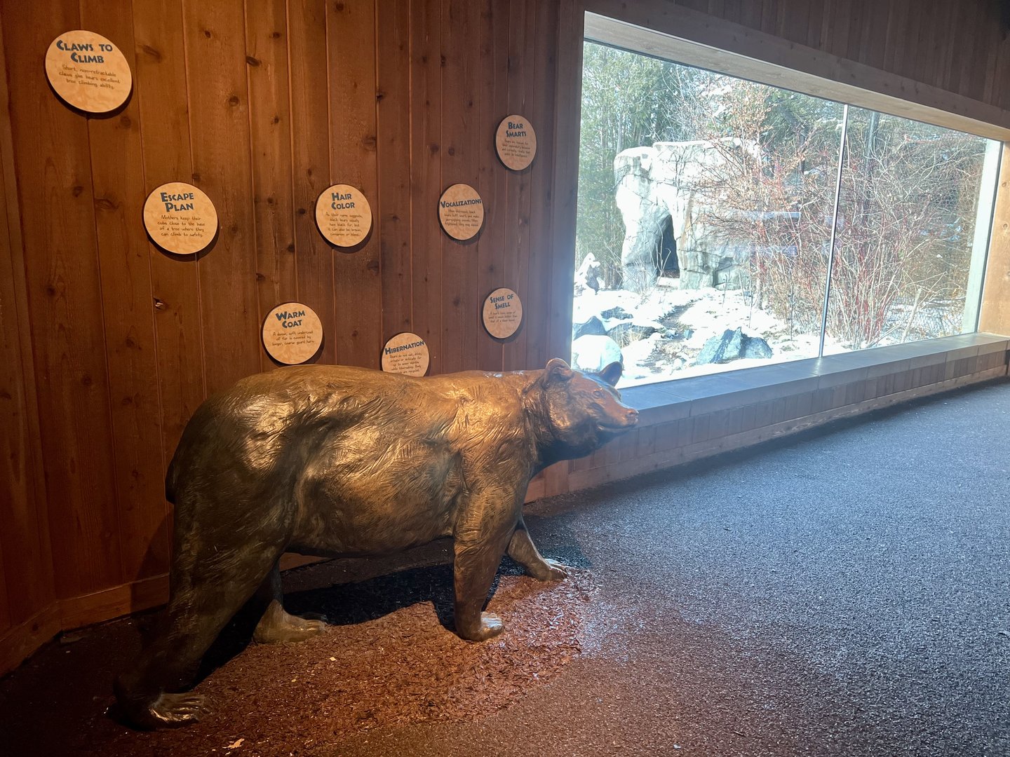 American Black Bear Exhibit