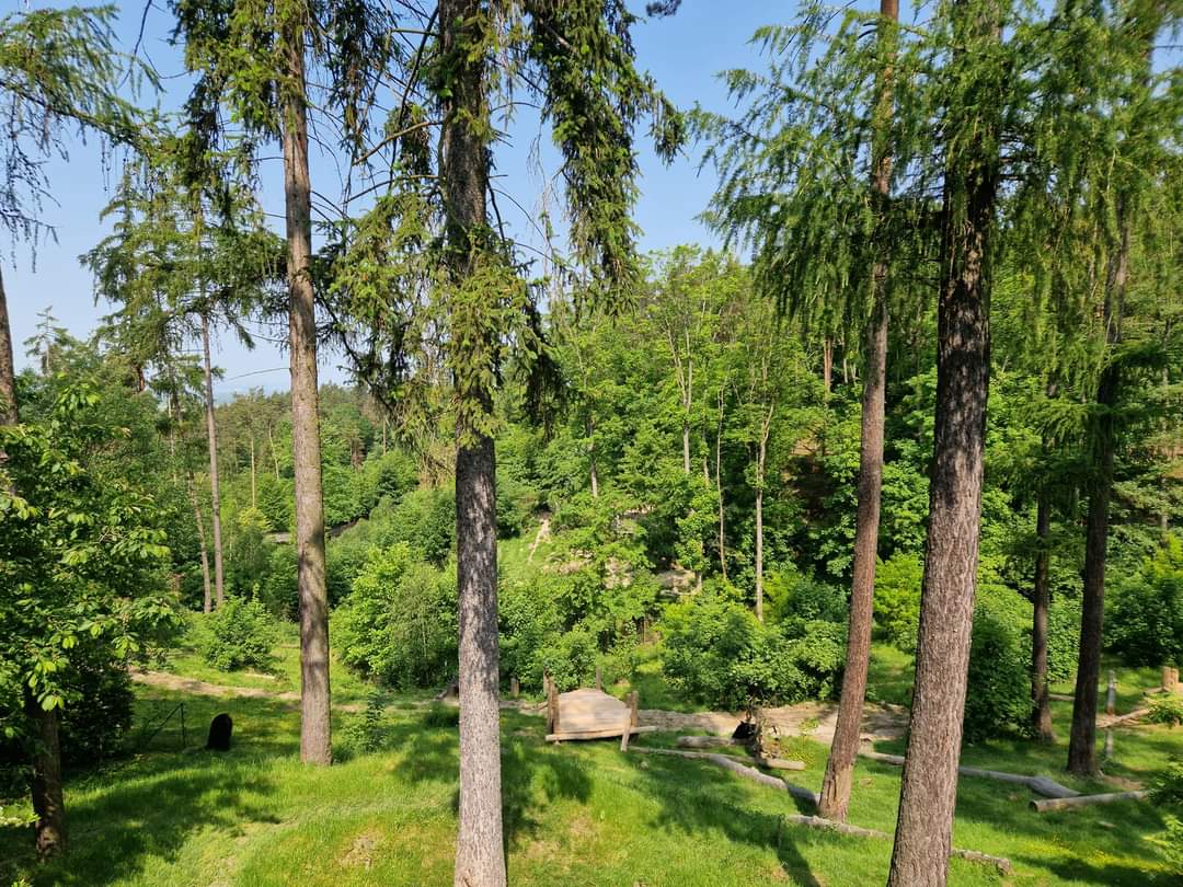 American Black Bear exhibit