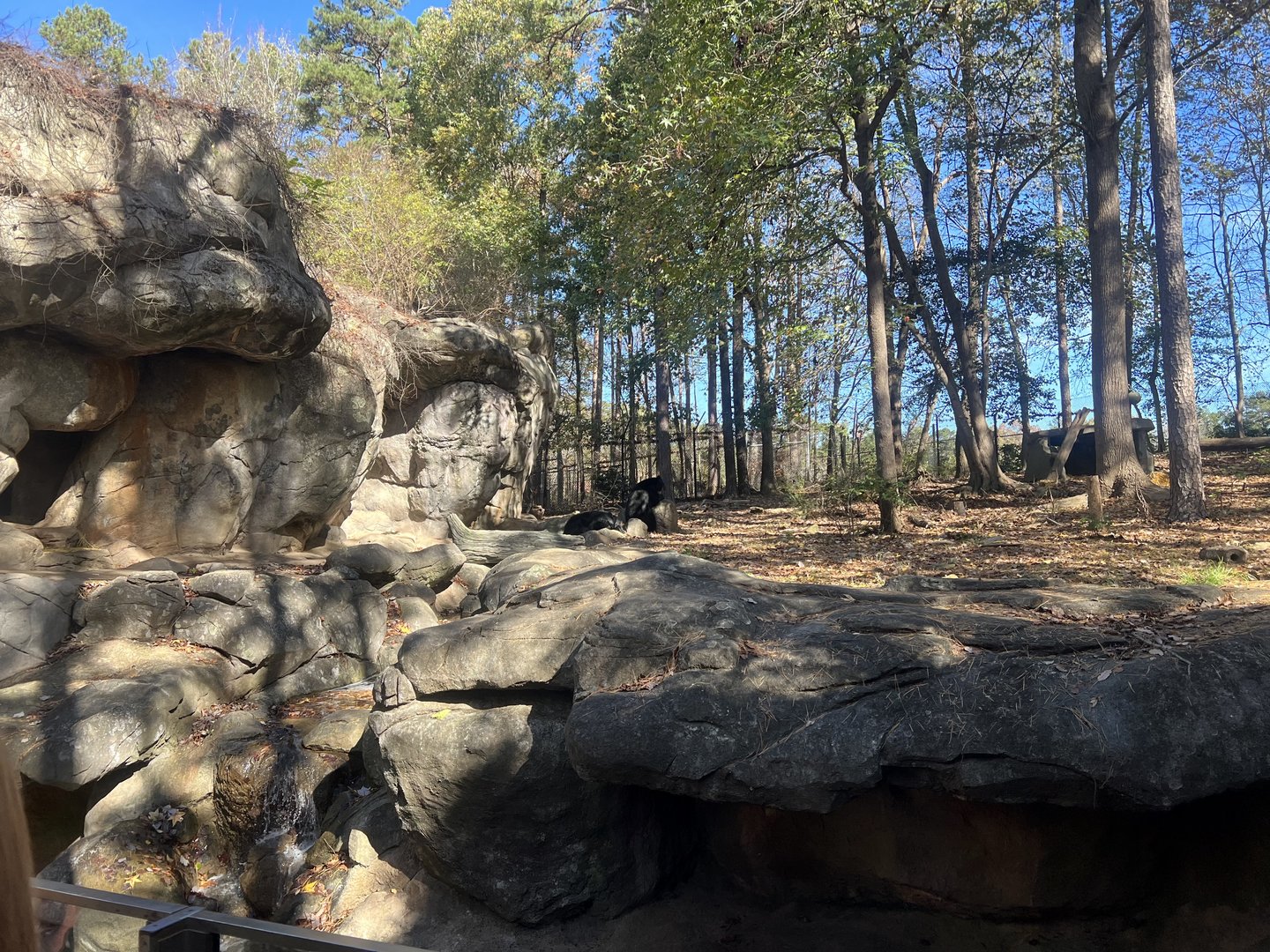 American Black Bear Exhibit