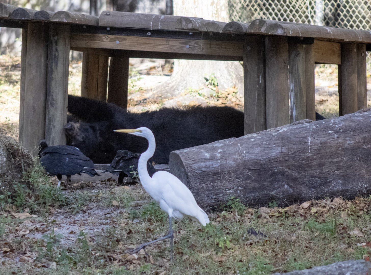 American Black Bear Exhibit