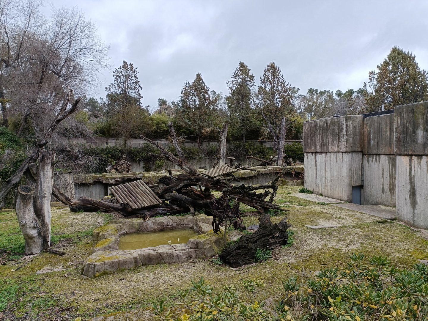 American black bear exhibit
