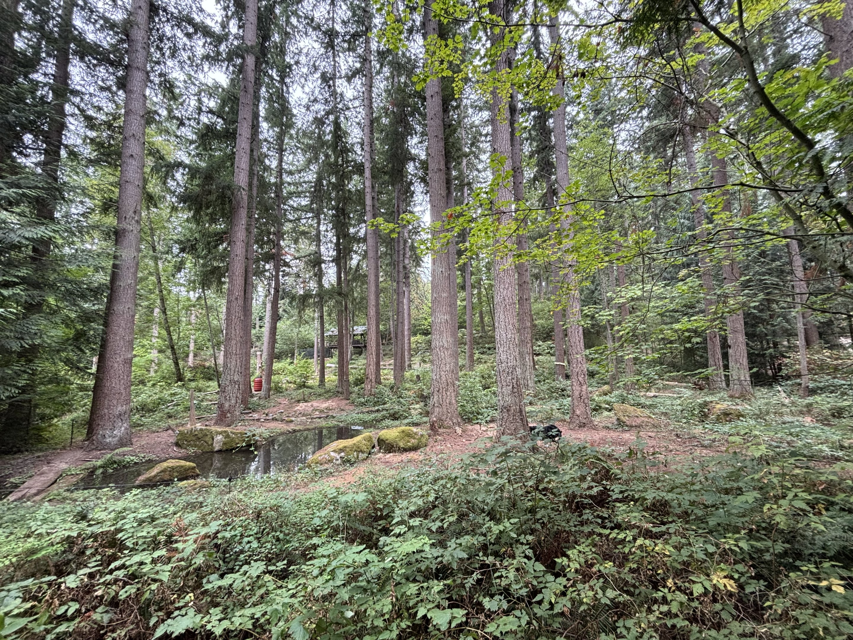 American Black Bear Exhibit