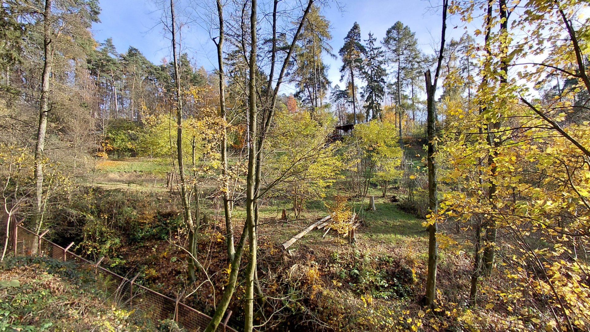 American black bear exhibit