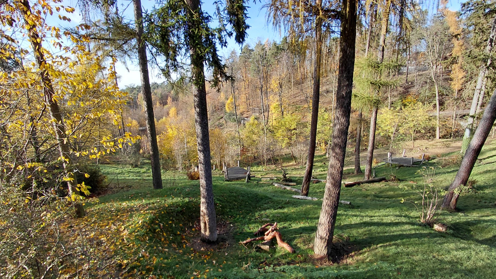 American black bear exhibit