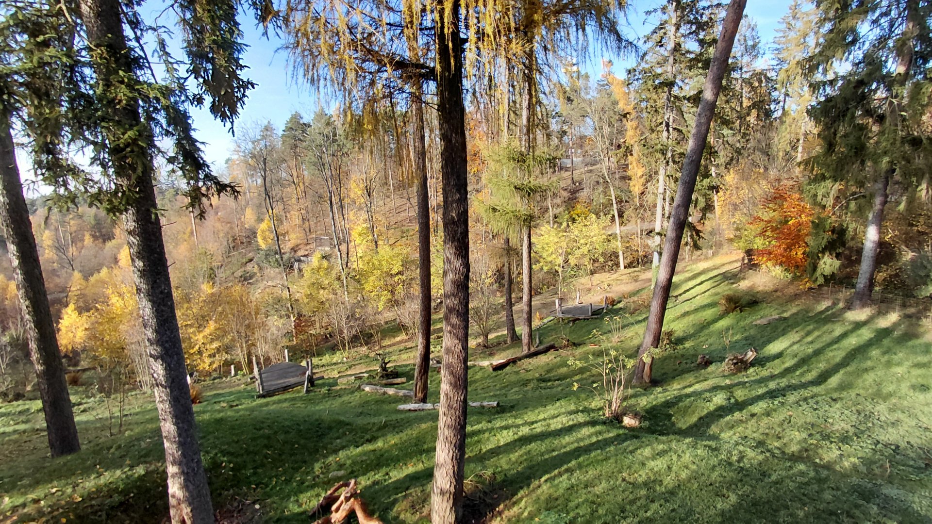 American black bear exhibit