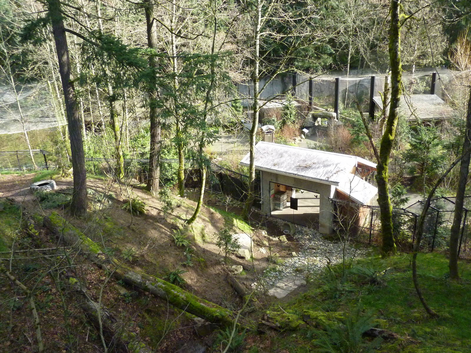 American Black Bear Exhibit