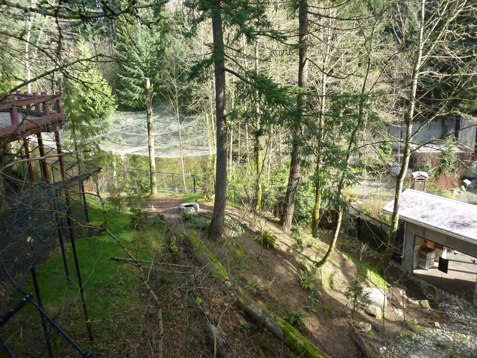 American Black Bear Exhibit
