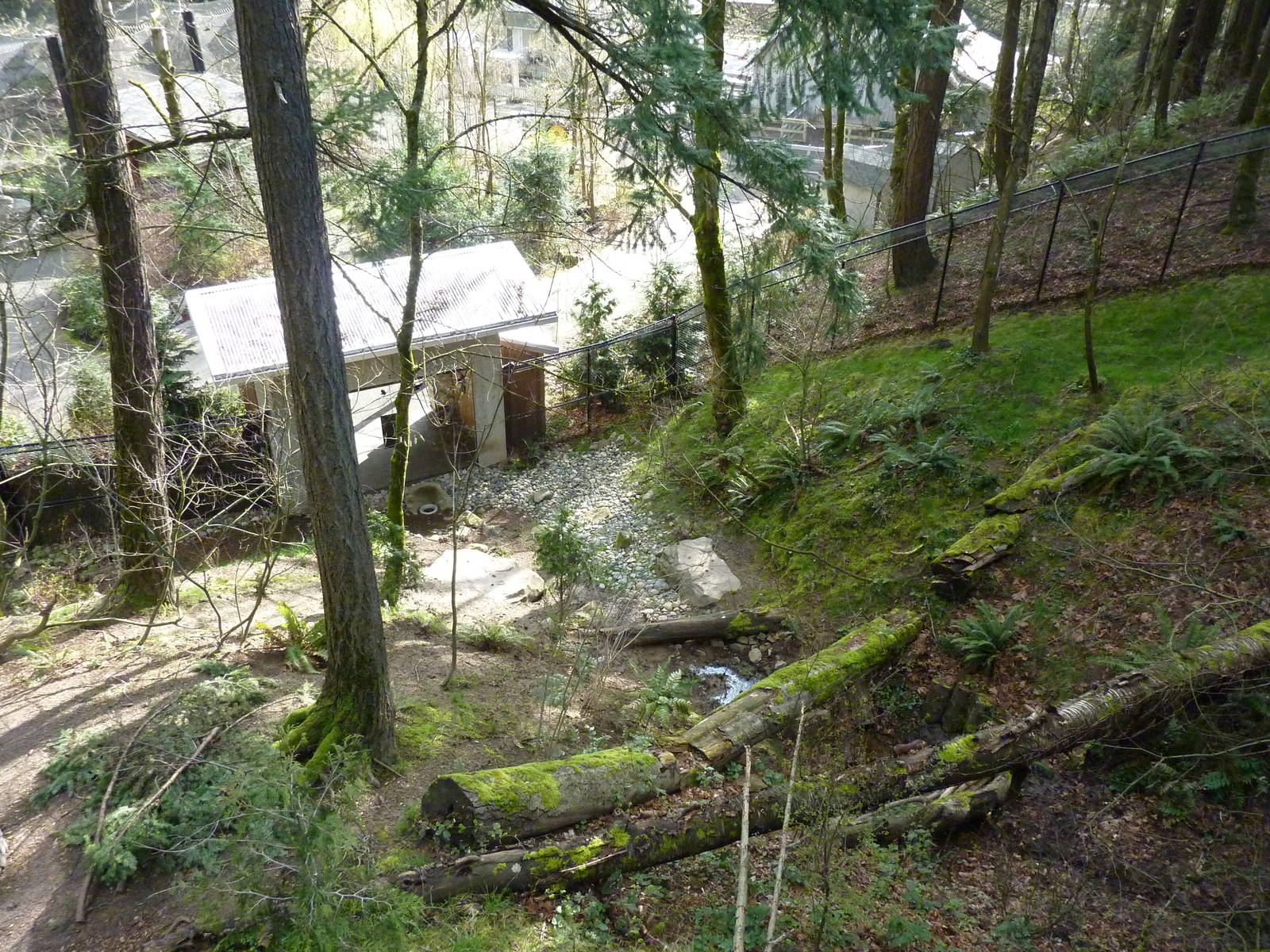 American Black Bear Exhibit