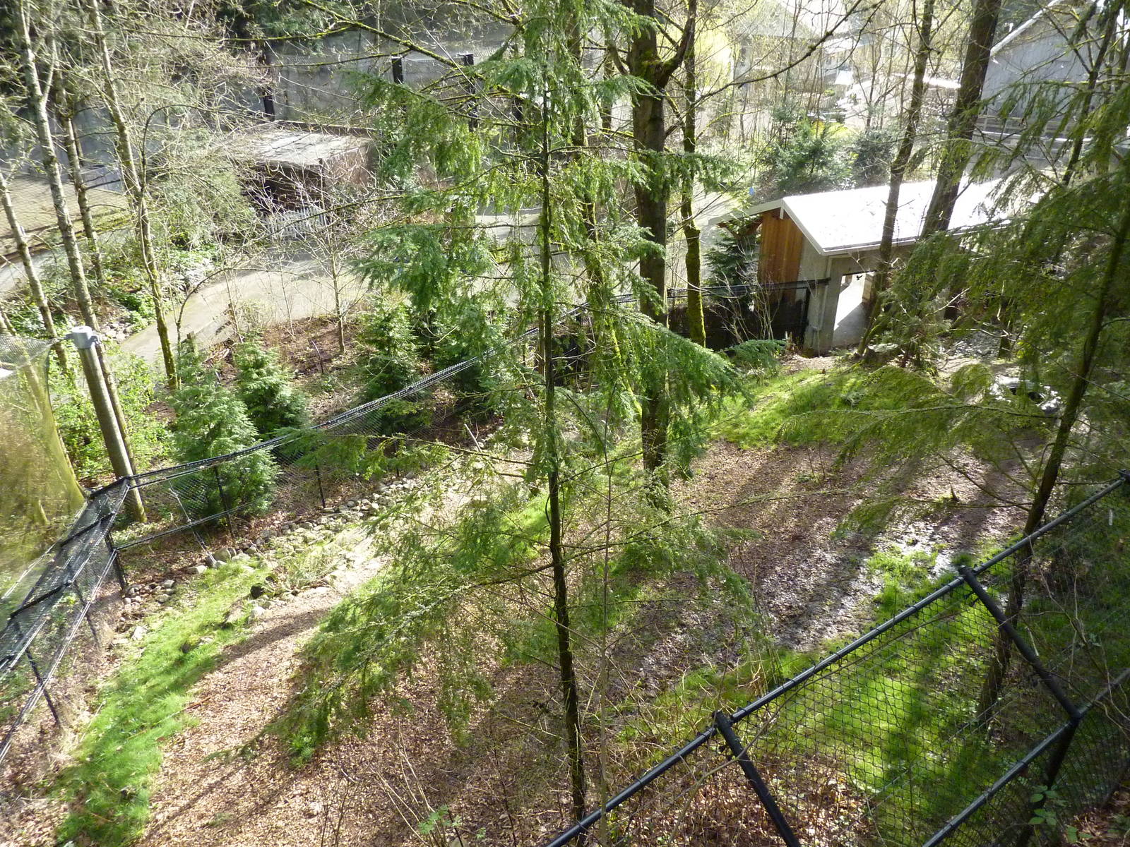 American Black Bear Exhibit